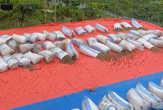 Musim Panen Tiba Petani Karang Anyar Berharap Harga Kopi Tetap Bertahan