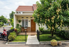 Agar Buah Mangga Berbuah Lebat di Halaman Type 36, Ini 5 Cara Merangsangnya