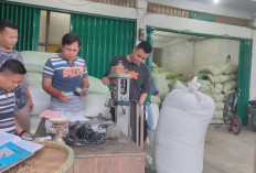 Alami Peningkatan, Kopi di Kepahiang Sentuh Harga Rp55 ribu untuk Kualitas Terbaik!