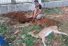 Disparpora Pastikan Rusa Mati Bukan Karena Kelaparan, Anggaran Pakan Nol!