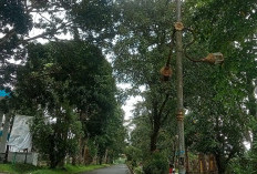 2026 Nihil Anggaran Perbaikan Lampu Jalan, Kompleks Perkantoran Gelap!