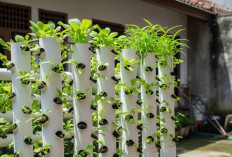 Kreatif dan Hemat Tempat, 5 Ide Kebun Sayur Minimalis Pakai Paralon