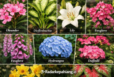 Waspada 7 Bunga Hiasan Rumah yang Cantik Ini Ternyata Beracun dan Berbahaya!