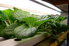 Ini 5 Jenis Tanaman Hidroponik, Sehat dan Aman Dikonsumsi