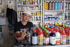 Mulai Sepi Pembeli, Harga Pupuk di Kepahiang Alami Lonjakan