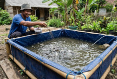 Panduan Panen Cuan, Begini Budidaya Ikan Nila Cepat Besar di Kolam Terpal Ukuran 1 x 1 Meter