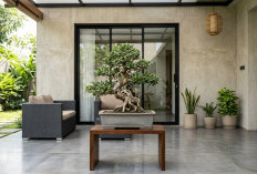 Dengan Pohon Bonsai yang Memikat, Ini Konsep Teras Minimalis