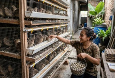 Peluang Cuan 2026, 5 Ide Ternak Modal Kecil untuk Tambahan Penghasilan Keluarga