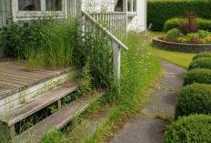 Tahukah Kamu Jika 4 Rumput Liar Ini Bisa Menjadi Obat?