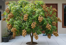 5 Jenis Pohon Kelengkeng yang Cepat Berbuah, Cocok untuk Kebun Rumahan