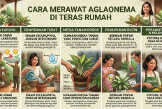Tetap Subur dan Warnanya Cerah, 7 Cara Merawat Aglonema di Teras Rumah