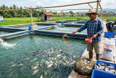 Raih Cuan Produktif di Masa Senja, Ini Ide Usaha Ikan Nila untuk Pensiunan Pemula