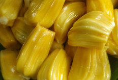 Buah Nangka: Si Kuning Manis yang Punya Segudang Manfaat untuk Tubuh