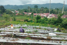 Ungkap Gagal Panen Jahe, Petani Didatangi dan Diprotes PPL!