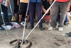 Warga Padang Lekat Geger, Ular Kobra Masuk Rumah Petani, Damkar Kepahiang Lakukan Evakuasi