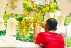 Cara Menanam Anggur di Samping Rumah bagi Pemula, Dijamin Hasil Panen Maksimal!