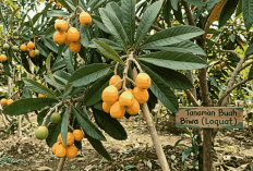 3 Pohon Buah Hijau Abadi Cocok Ditanam di Halaman Rumah