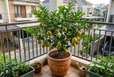 Tips Kebun Produktif di Lahan Terbatas, Ini Cara Membuat Pohon Buah Pendek Tapi Lebat Buah!