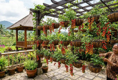 Sederhana di Teras Rumah yang Sempit, Ini 4 Cara Membuat Kebun Tomat Ceri Gantung!