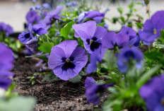 Solusi Kebun Mini Estetik dan Produktif, 5 Jenis Makanan Hias yang Bisa Dimakan