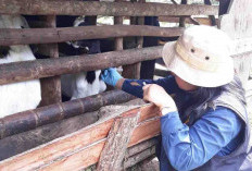 2.000 Vaksin Dipastikan Tersedia, Dinas Pertanian Kepahiang Geber Vaksinasi Hewan Qurban di Kepahiang