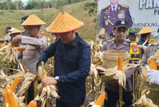 Jaga Ketahanan Pangan, Polda Bengkulu Panen Raya Jagung di Kepahiang