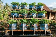 Solusi Lahan Sempit di Desa, 5 Konsep Kebun Buah Mini Low Budget dari Barang Bekas Kreatif