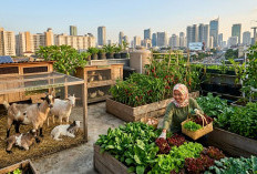 Kombinasi Ternak dan Sayuran Cepat Panen, Ini 3 Konsep Urban Farming