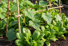 5 Kombinasi Tanaman Buah dan Sayur yang Bisa Panen Bergantian di Pekarangan Rumah