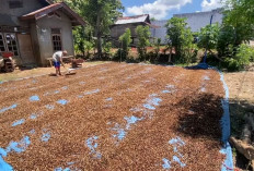 Harga Turun, Produksi Naik: Petani Kopi Kepahiang Nikmati Panen Lebih Melimpah