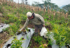 Penyakit Busuk Rimpang Serang Tanaman Jahe, Petani Tak Dapat Pendampingan PPL!