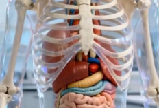 Sayangi Tubuhmu, Yuk Pahami Kebutuhan 4 Organ Ini