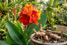 Pilihan Terbaik untuk Hunian, Ini 3 Tanaman Rimpang dengan Bunga Cantik