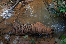 Penertiban Dinilai Setengah Hati, Gajah dan Harimau Sumatra Terus jadi Korban 