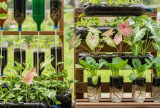 Biar Fungsional dan Estetik, Ini 5 Konsep Hidroponik Campur Tanaman Hias