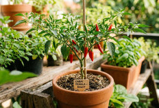 Efektif Dilakukan, Ini Cara Menanam Cabai Agar Panen 3 Bulan untuk Pemula di Rumah