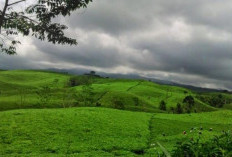 Ratusan Ha Perkebunan Teh Kabawetan Dikelola 2 Perusahaan, Minim Kontribusi pada Pemkab Kepahiang!