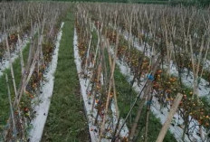 Harga Anjlok, Tomat Dibiarkan Petani Kepahiang Membusuk 