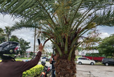 Kurma Berbuah di Masjid Agung Kepahiang Jadi Pusat Perhatian, Sekda:Jadi Tolak Ukur Sektor Pertanian!