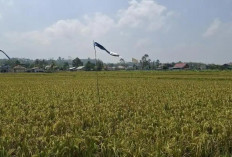 Waspada Dampak Kemarau, Dinas Pertanian Kepahiang Sebut Sejumlah Wilayah Rentan Kekeringan