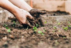 Praktis dan Efisien untuk Hasil Melimpah, Ini Tips Berkebun yang Menghemat Waktu