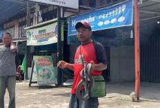 Sempat Atraksi Bersama Ular Cobra, Warga Tebat Monok Meninggal Dipatok Ular!