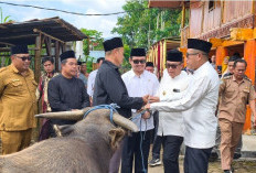 'Jemput' Gelar Adat Bupati, Wabup dan Ketua DPRD Kepahiang Sembelih Kerbau