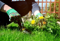 Aman dan Ampuh, Begini Tutorial Mengolah Rumput Liar Menjadi Obat Siap Konsumsi