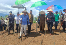 Kunker ke Lebong, Ketua DPD RI Ikut Tanam Kedelai