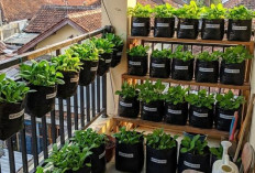 Pilihan Tanaman Cepat Panen, 5 Kebun Sayur Kecil di Balkon Kos