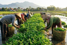 5 Jenis Budidaya Sayur Panen Tiap Bulan, Mudah Perawatan dan Laris di Pasaran
