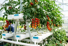 Ikuti Langkah Ini, Cara Buat Hidroponik Tomat Cherry Panen 2 Bulan