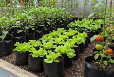 Tetap Produktif, 5 Ide Edible Garden Buah dan Sayur di Teras dan Pagar Sempit