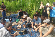 Kebersamaan Warga RW 04 Dusun Kepahiang Saat Pesta Pernikahan 